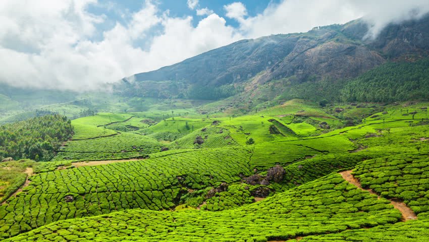 3days-honeymoon-package-munnar-2