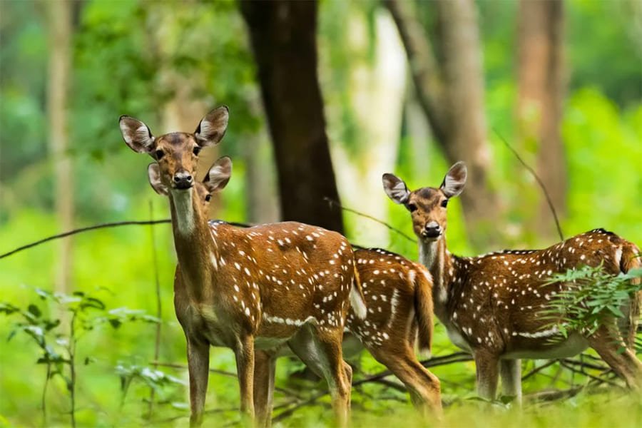 Valparai Wildlife Tour